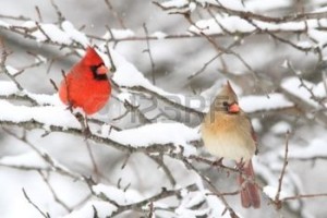 cardinals in snow male and female