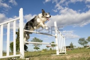 dog jumping obstacle